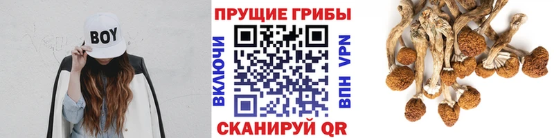 Купить  Малая Вишера  Псилоцибиновые грибы Magic Shrooms 